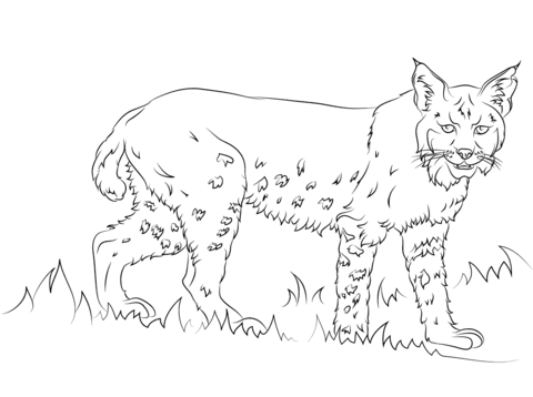 California Bobcat Coloring Page